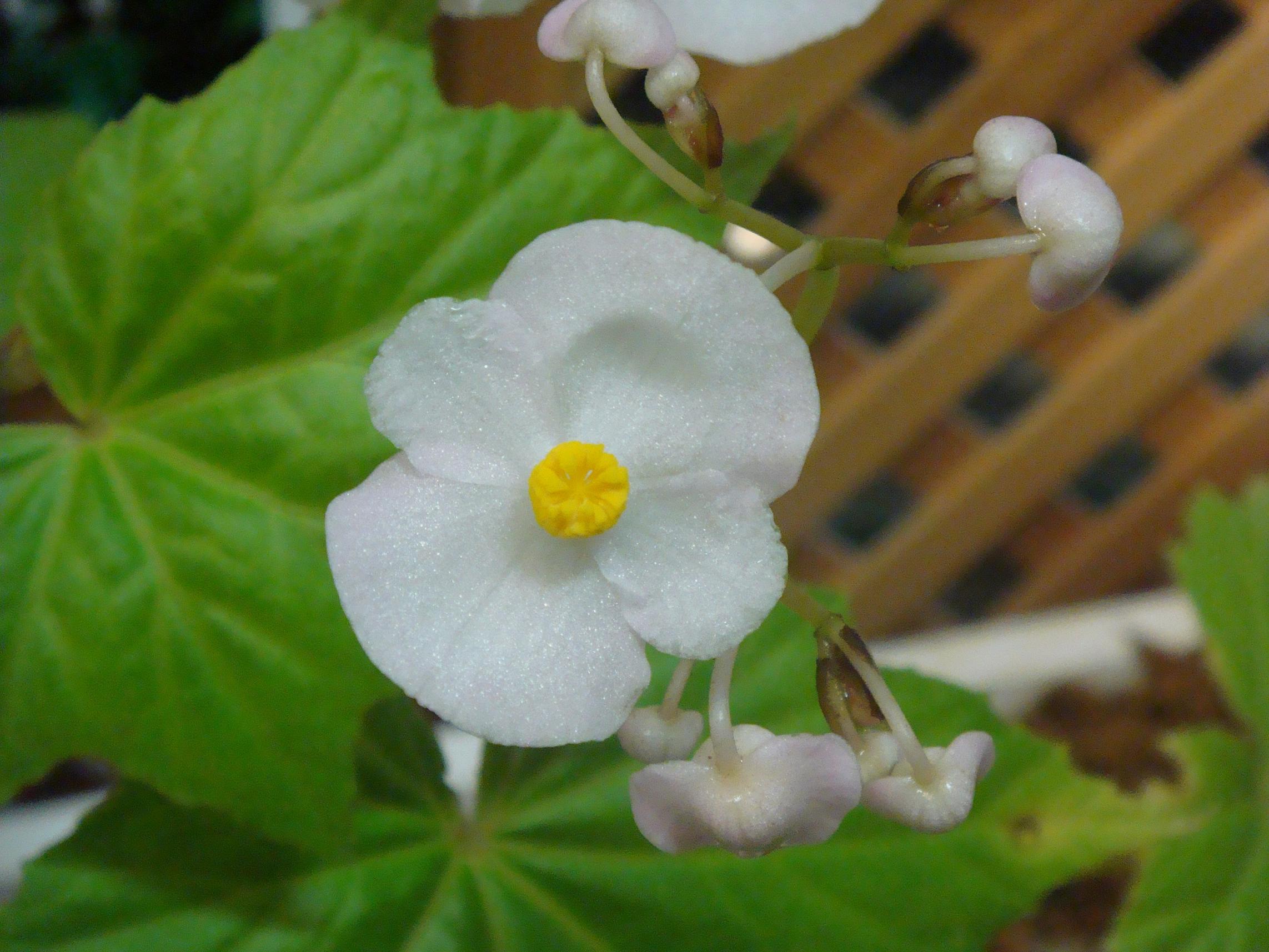 Begonia formosana (Hayata) Masamune